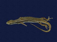 藏品(印度蜓蜥)的圖片